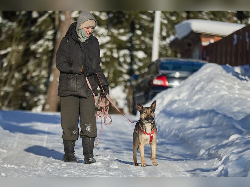 Schlaue DINA sucht eine Familie gerne mit Kindern