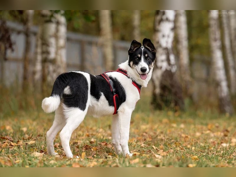 Hübsche KATIE sucht eine aktive Familie