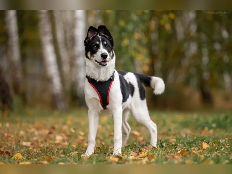 Hübsche KATIE sucht eine aktive Familie