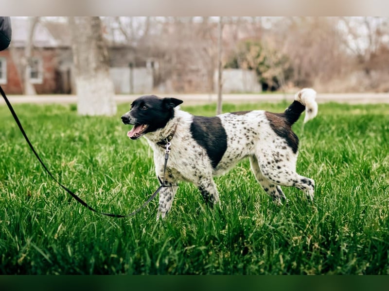 MAYKA – liebevolle Familienhündin sucht ihr Glück