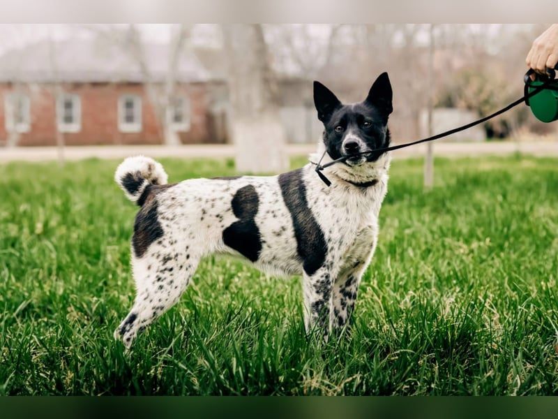 MAYKA – liebevolle Familienhündin sucht ihr Glück