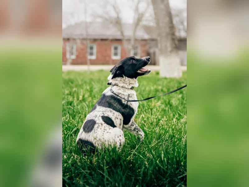 MAYKA – liebevolle Familienhündin sucht ihr Glück