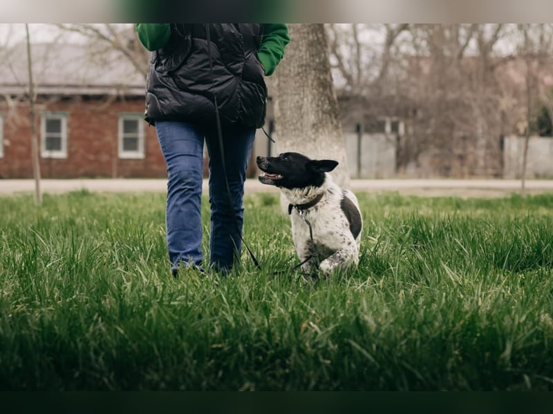 MAYKA – liebevolle Familienhündin sucht ihr Glück