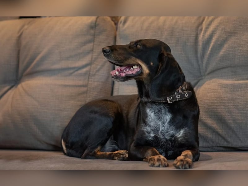 Treue und lustige LORA ist ein perfekter Partnerhund