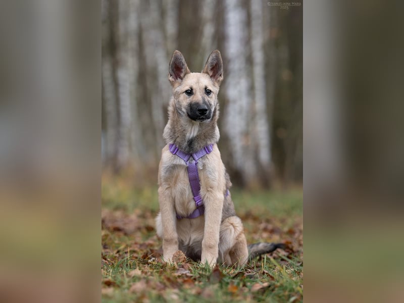 Offene FREYA sucht ein liebevolles Zuhause