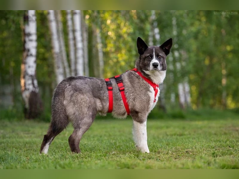 Aufmerksame MAYA sucht treue Menschen