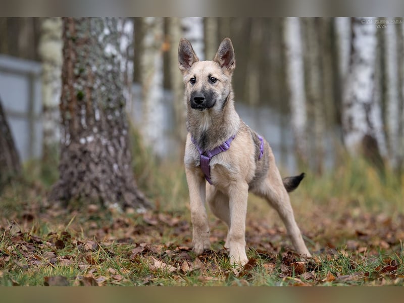 Offene FREYA sucht ein liebevolles Zuhause