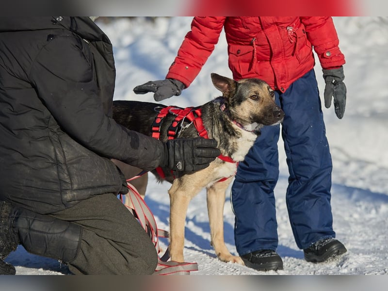 Schlaue DINA sucht eine Familie gerne mit Kindern