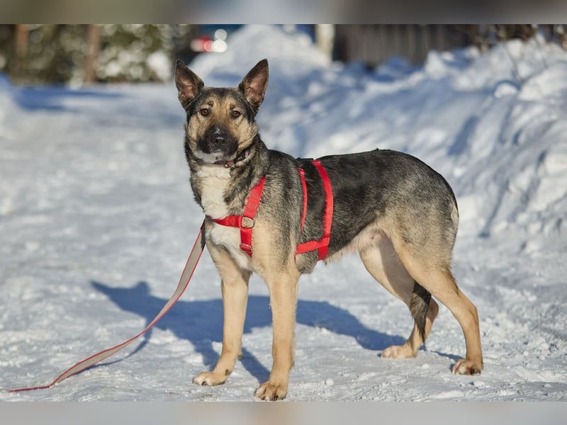Schlaue DINA sucht eine Familie gerne mit Kindern