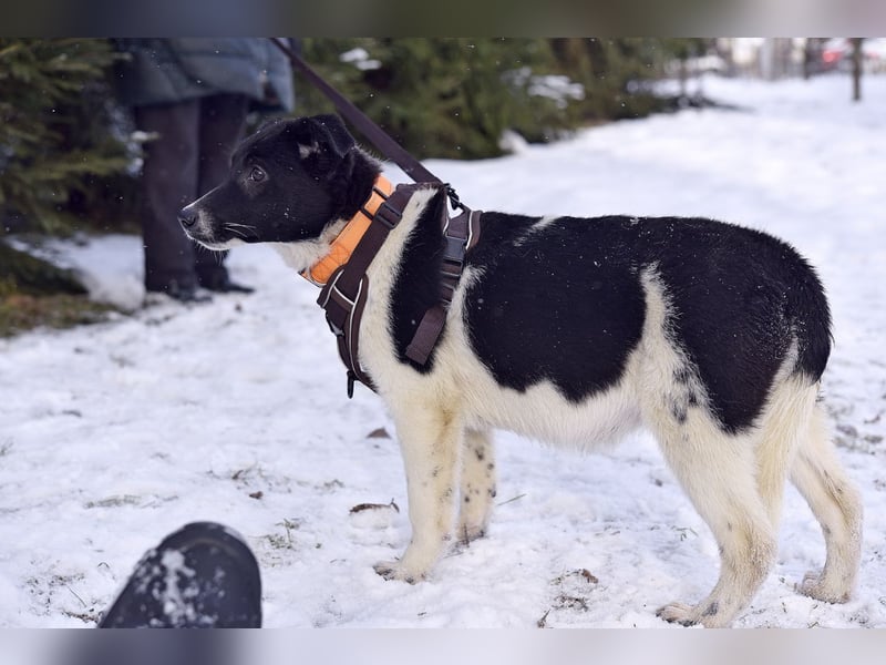 Niedliche ZOYA sucht ein liebevolles Zuhause