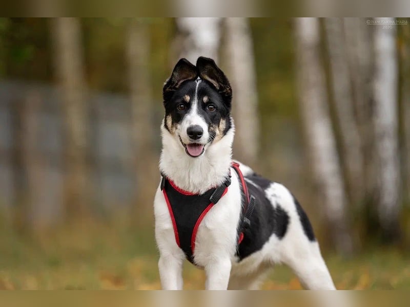 Hübsche KATIE sucht eine aktive Familie