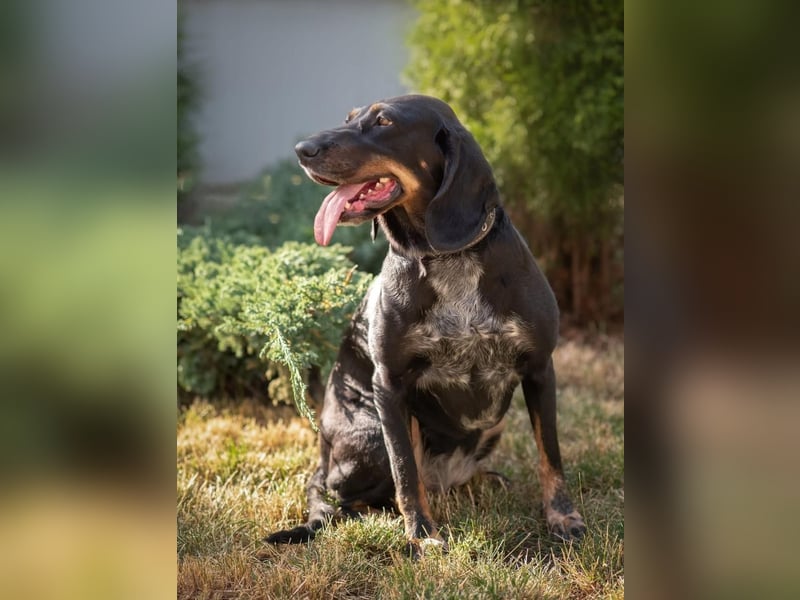 Treue und lustige LORA ist ein perfekter Partnerhund