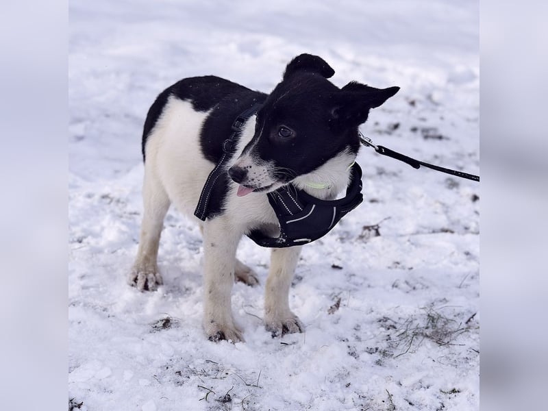 Zarte SOFIA sucht eine wundervolle Familie