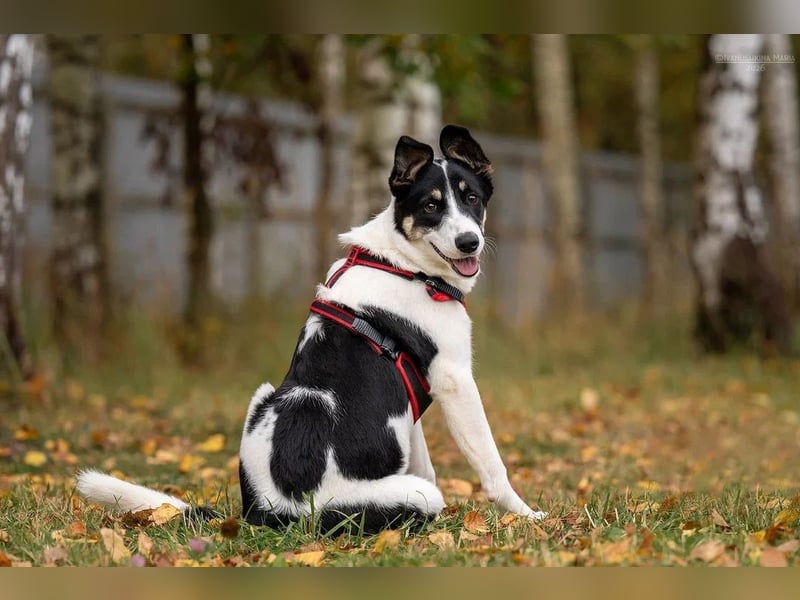 Hübsche KATIE sucht eine aktive Familie