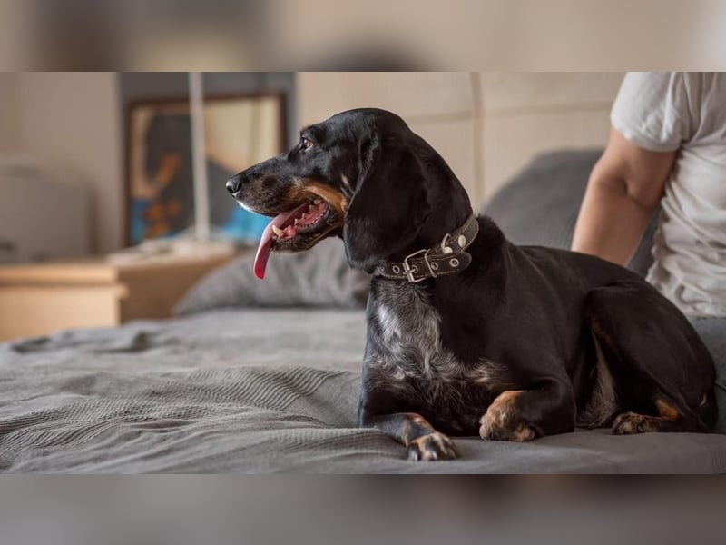 Treue und lustige LORA ist ein perfekter Partnerhund