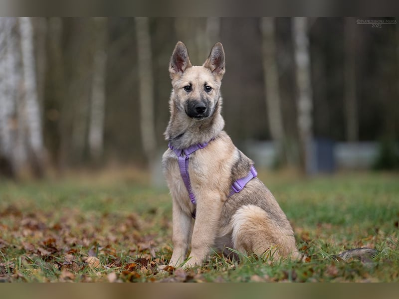 Offene FREYA sucht ein liebevolles Zuhause