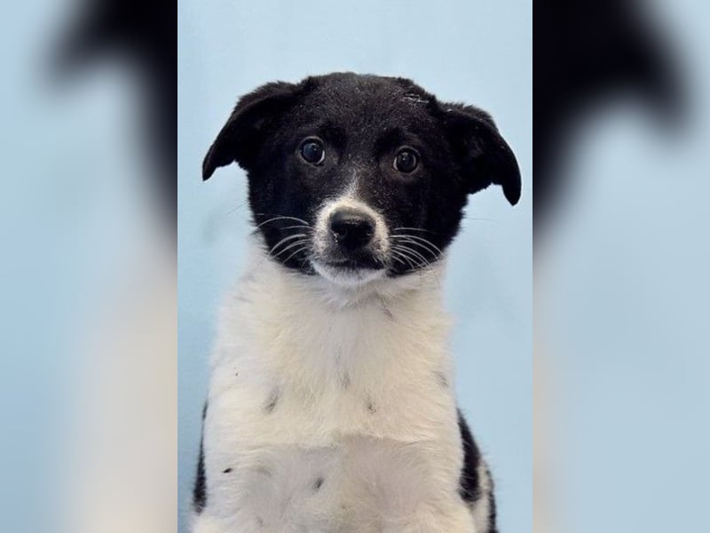 Niedliche ZOYA sucht ein liebevolles Zuhause