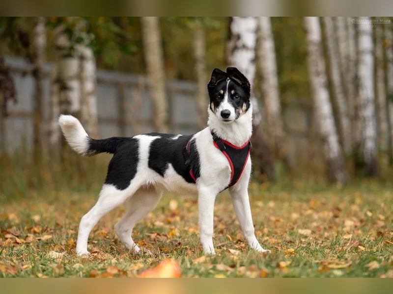 Hübsche KATIE sucht eine aktive Familie