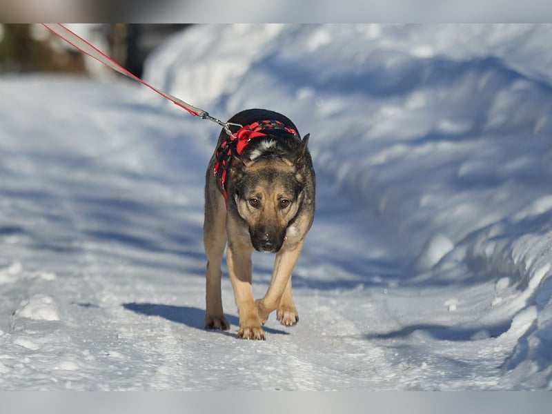 Schlaue DINA sucht eine Familie gerne mit Kindern