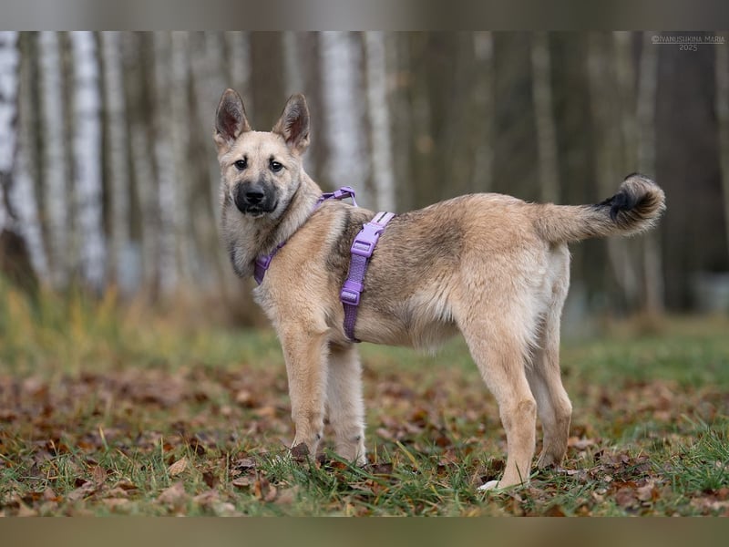 Offene FREYA sucht ein liebevolles Zuhause