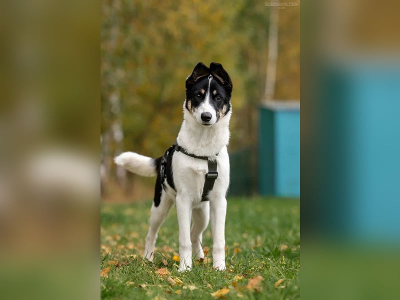 Hübsche KATIE sucht eine aktive Familie