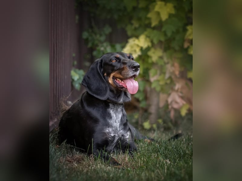 Treue und lustige LORA ist ein perfekter Partnerhund