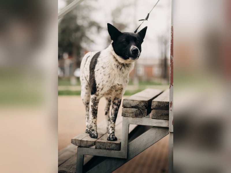 MAYKA – liebevolle Familienhündin sucht ihr Glück