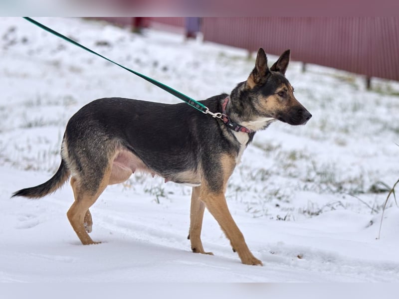 Schlaue DINA sucht eine Familie gerne mit Kindern