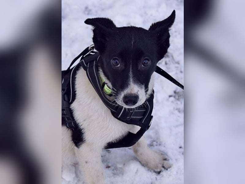 Zarte SOFIA sucht eine wundervolle Familie