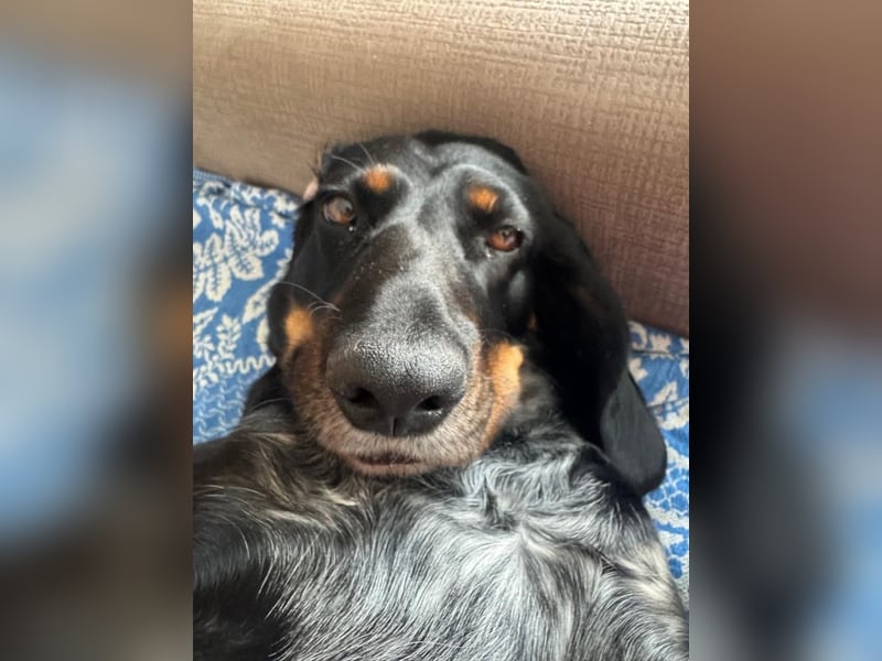 Treue und lustige LORA ist ein perfekter Partnerhund