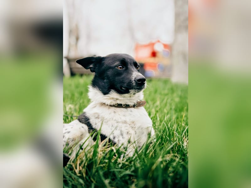 MAYKA – liebevolle Familienhündin sucht ihr Glück