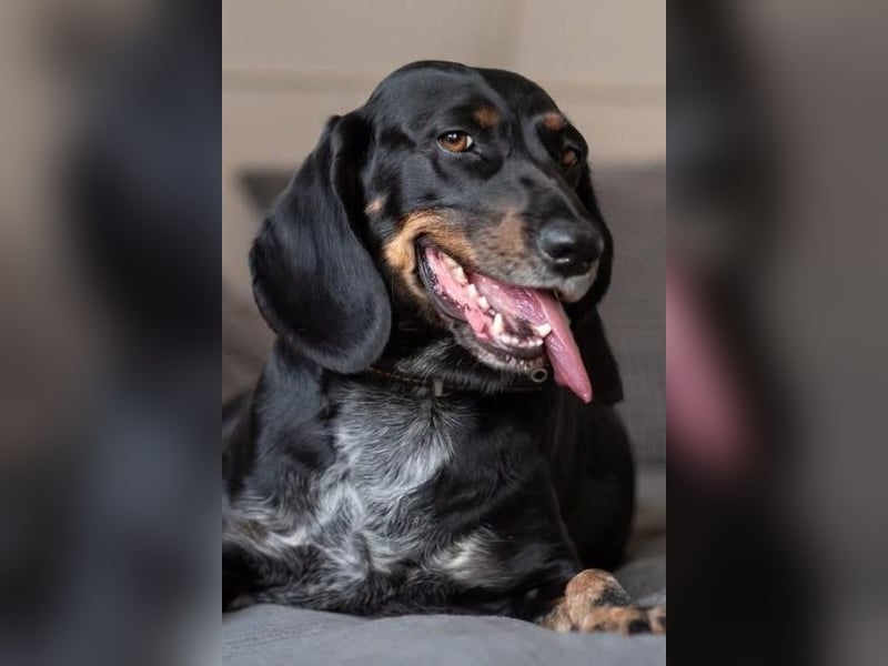 Treue und lustige LORA ist ein perfekter Partnerhund