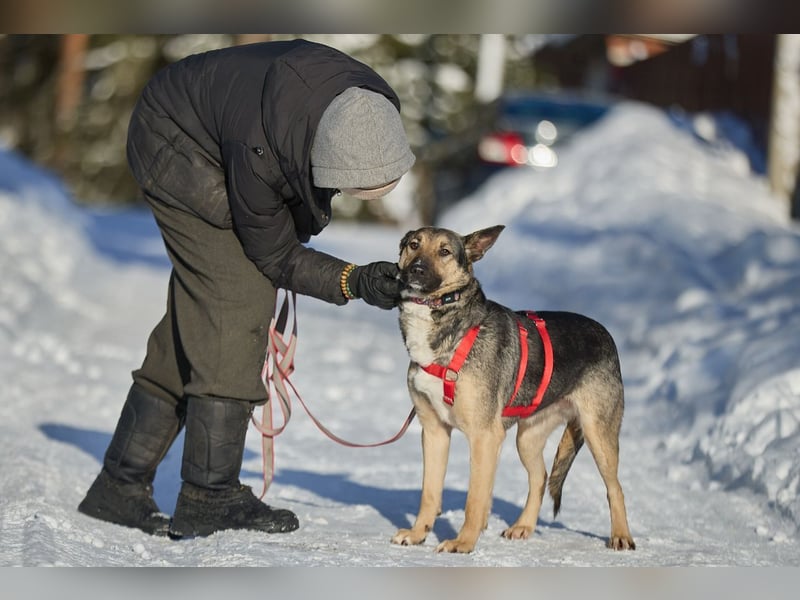 Schlaue DINA sucht eine Familie gerne mit Kindern