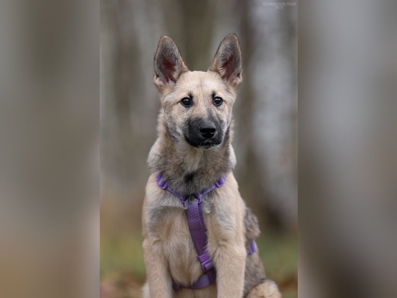 Offene FREYA sucht ein liebevolles Zuhause