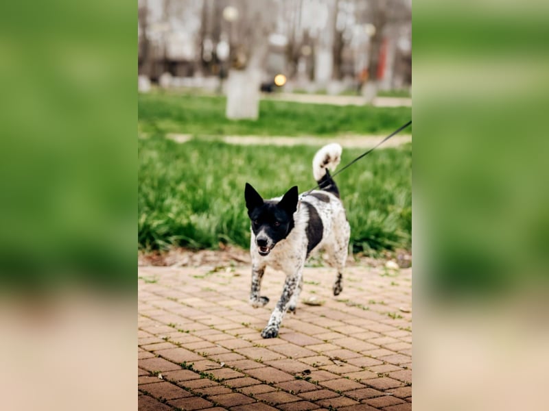 MAYKA – liebevolle Familienhündin sucht ihr Glück