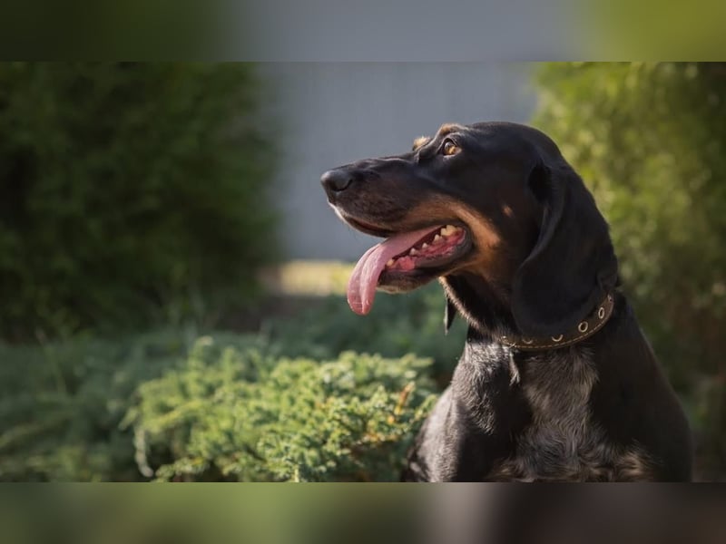 Treue und lustige LORA ist ein perfekter Partnerhund