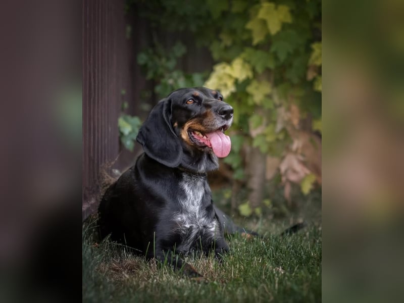 Treue und lustige LORA ist ein perfekter Partnerhund