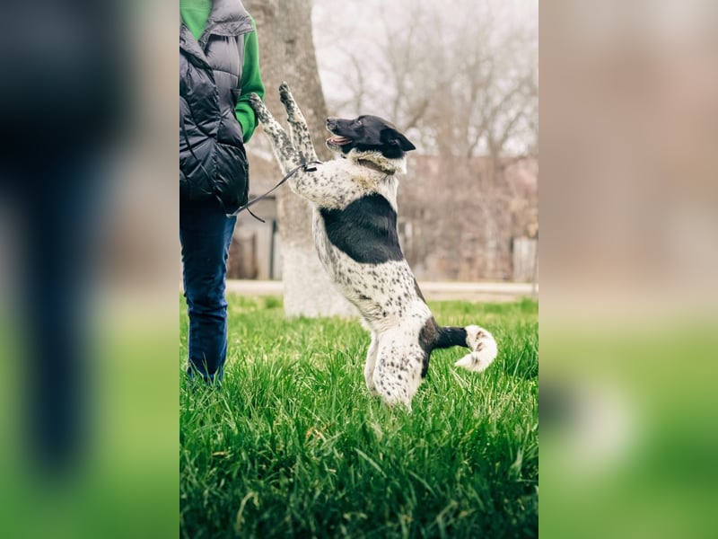 MAYKA – liebevolle Familienhündin sucht ihr Glück