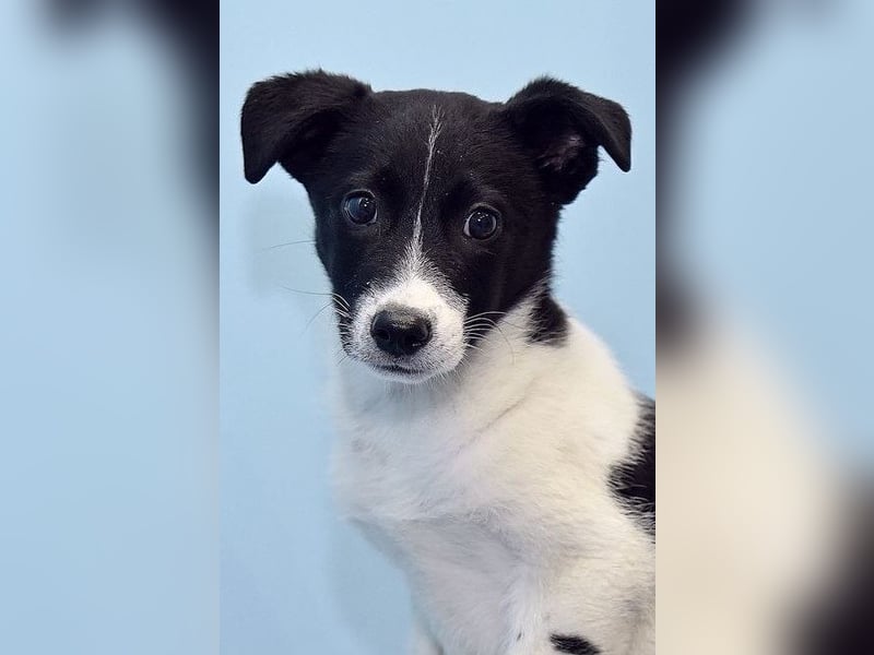 Zarte SOFIA sucht eine wundervolle Familie