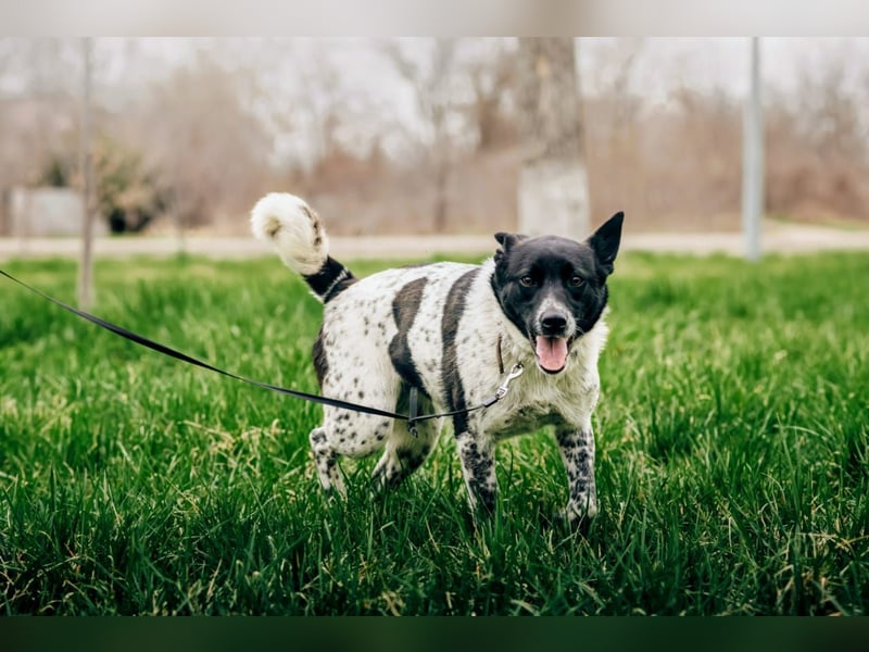 MAYKA – liebevolle Familienhündin sucht ihr Glück