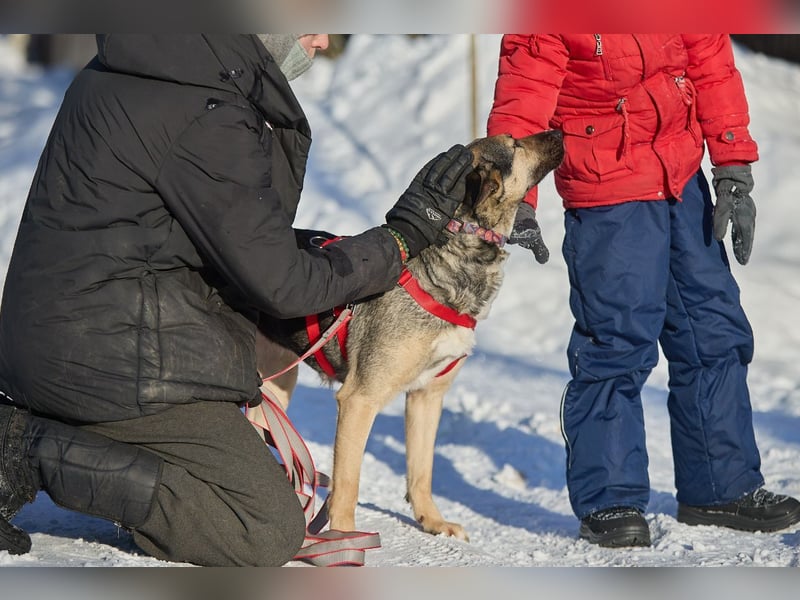 Schlaue DINA sucht eine Familie gerne mit Kindern