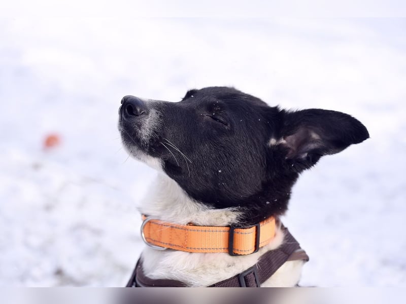 Niedliche ZOYA sucht ein liebevolles Zuhause