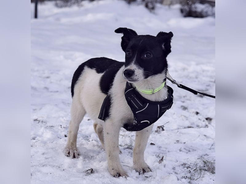 Zarte SOFIA sucht eine wundervolle Familie