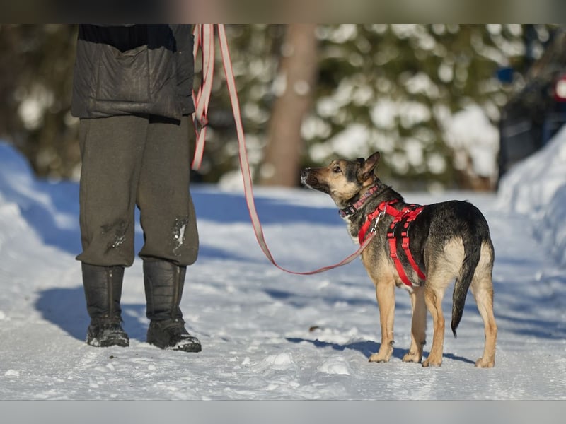 Schlaue DINA sucht eine Familie gerne mit Kindern