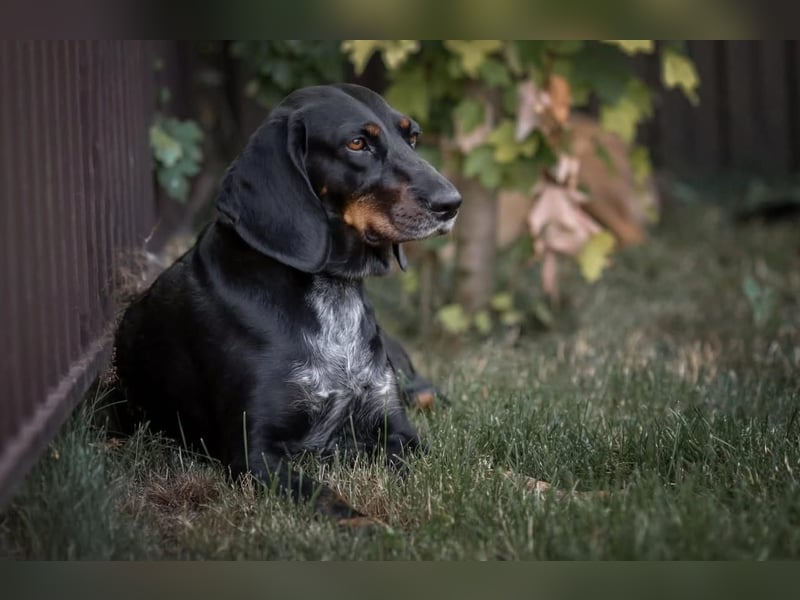 Treue und lustige LORA ist ein perfekter Partnerhund