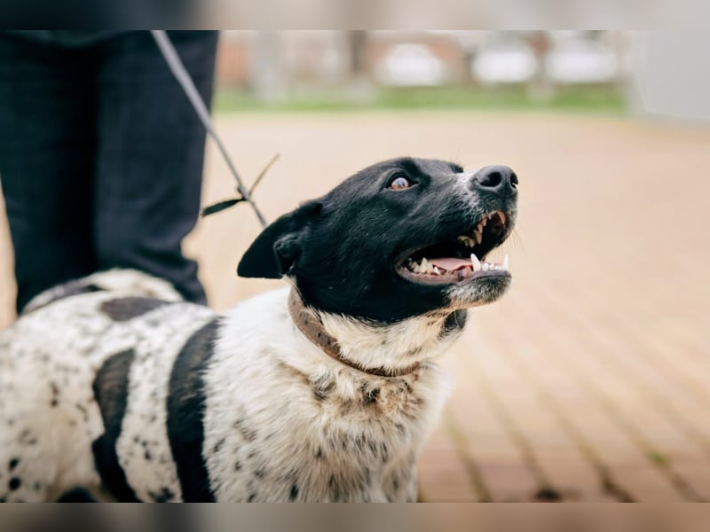 MAYKA – liebevolle Familienhündin sucht ihr Glück