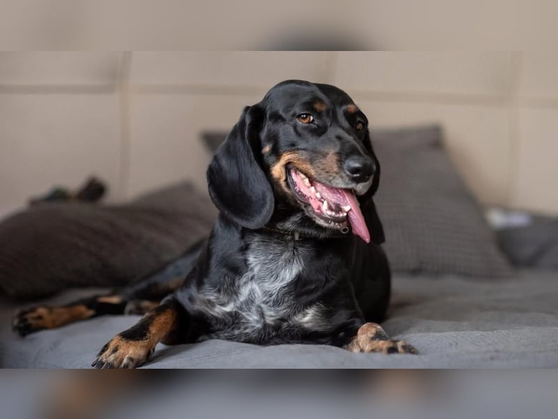 Treue und lustige LORA ist ein perfekter Partnerhund