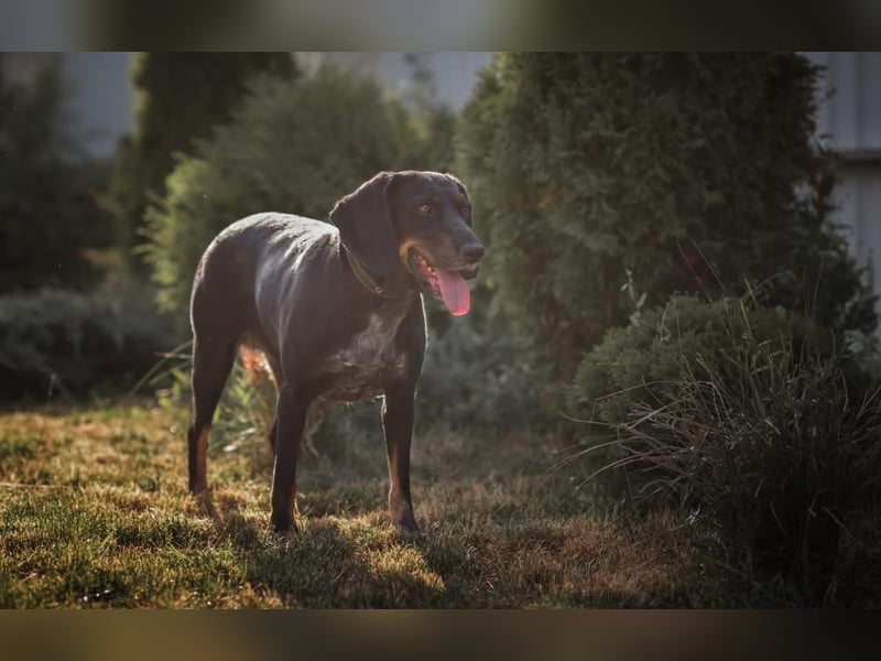 Treue und lustige LORA ist ein perfekter Partnerhund