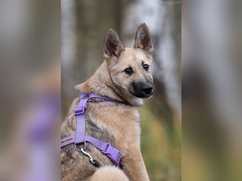 Offene FREYA sucht ein liebevolles Zuhause