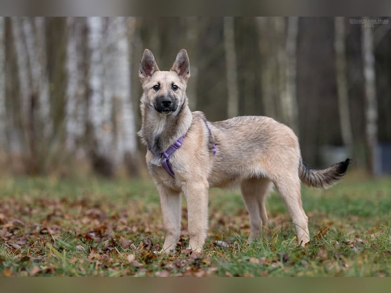 Offene FREYA sucht ein liebevolles Zuhause